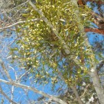 DSCN2536