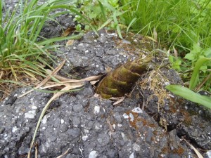 blog_120512-03